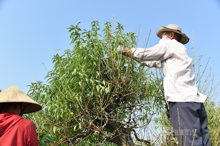 Ngỡ ngàng kỹ thuật điêu luyện của người trồng đào Nhật Tân Ngỡ ngàng kỹ thuật điêu luyện của người trồng đào Nhật Tân
