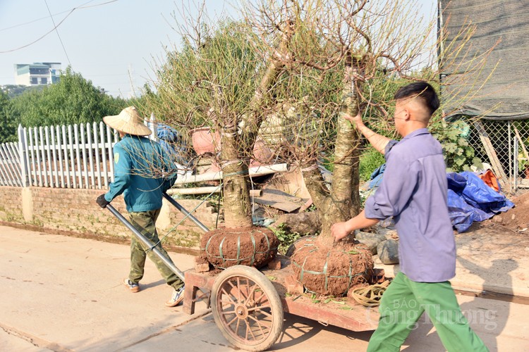 Ngỡ ngàng kỹ thuật điêu luyện của người trồng đào Nhật Tân Ngỡ ngàng kỹ thuật điêu luyện của người trồng đào Nhật Tân
