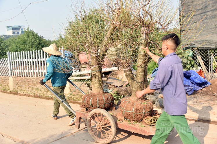 Ngỡ ngàng kỹ thuật điêu luyện của người trồng đào Nhật Tân