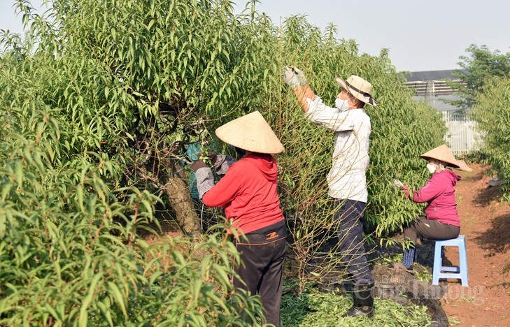 Ngỡ ngàng kỹ thuật điêu luyện của người trồng đào Nhật Tân