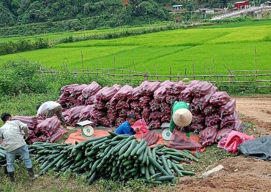 Mường Chà – Điện Biên: Tập trung triển khai các dự án phát triển sản xuất vùng đồng bào dân tộc