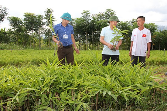 Vườn ươm giống cây sa nhân của Ban Quản lý rừng đặc dụng phòng hộ Sốp Cộp (Ảnh: S.T)