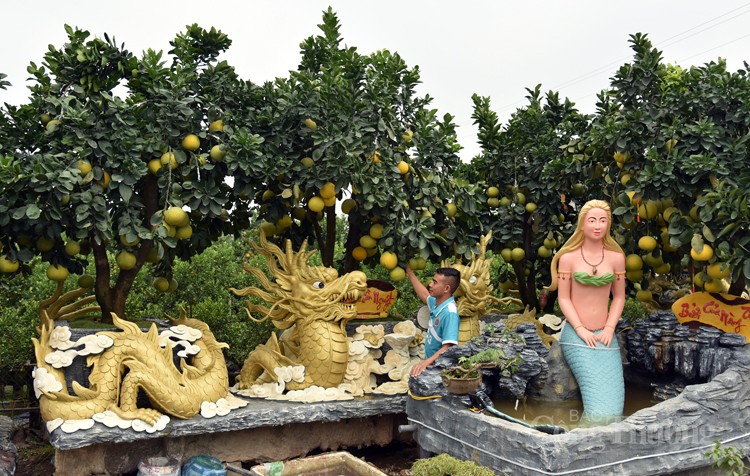 Mục sở thị những cây bưởi cảnh độc nhất vô nhị đất Văn Giang Mục sở thị những cây bưởi cảnh độc nhất vô nhị đất Văn Giang