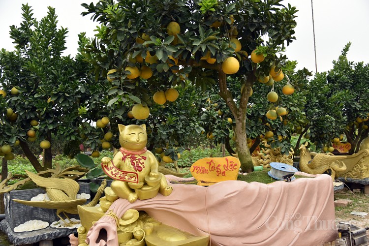 Mục sở thị những cây bưởi cảnh độc nhất vô nhị đất Văn Giang Mục sở thị những cây bưởi cảnh độc nhất vô nhị đất Văn Giang