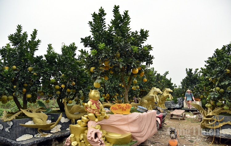 Mục sở thị những cây bưởi cảnh độc nhất vô nhị đất Văn Giang Mục sở thị những cây bưởi cảnh độc nhất vô nhị đất Văn Giang