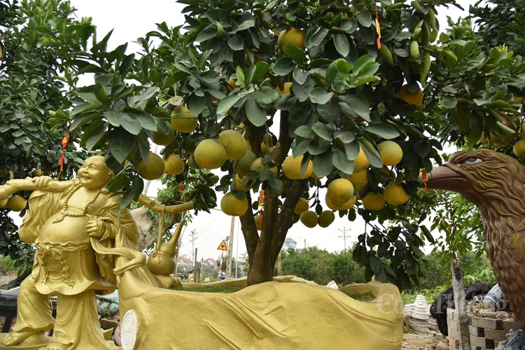 Mục sở thị những cây bưởi cảnh độc nhất vô nhị đất Văn Giang Mục sở thị những cây bưởi cảnh độc nhất vô nhị đất Văn Giang