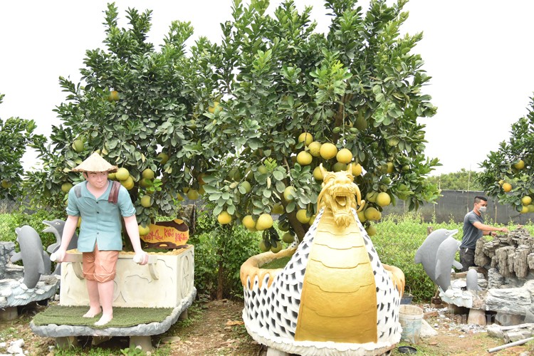 Mục sở thị những cây bưởi cảnh độc nhất vô nhị đất Văn Giang Mục sở thị những cây bưởi cảnh độc nhất vô nhị đất Văn Giang