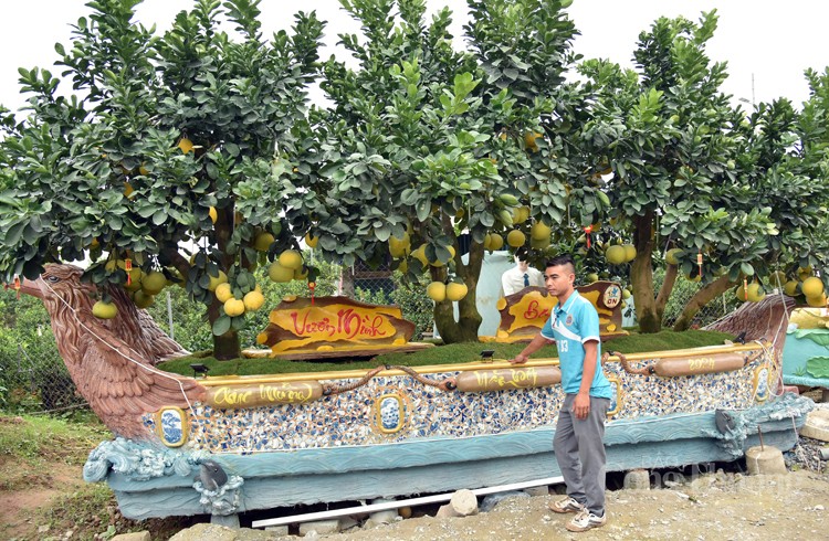 Mục sở thị những cây bưởi cảnh độc nhất vô nhị đất Văn Giang Mục sở thị những cây bưởi cảnh độc nhất vô nhị đất Văn Giang
