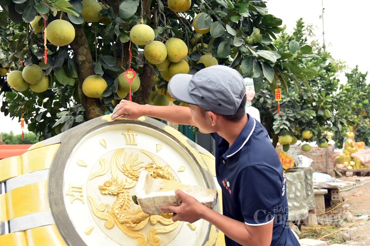 Mục sở thị những cây bưởi cảnh độc nhất vô nhị đất Văn Giang Mục sở thị những cây bưởi cảnh độc nhất vô nhị đất Văn Giang