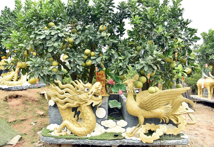 Mục sở thị những cây bưởi cảnh độc nhất vô nhị đất Văn Giang Mục sở thị những cây bưởi cảnh độc nhất vô nhị đất Văn Giang