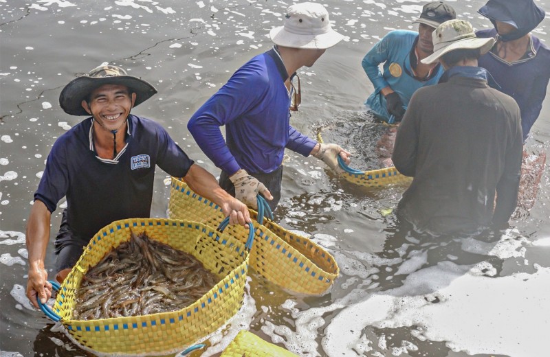 Tối nay khai mạc Festival tôm Cà Mau 2023