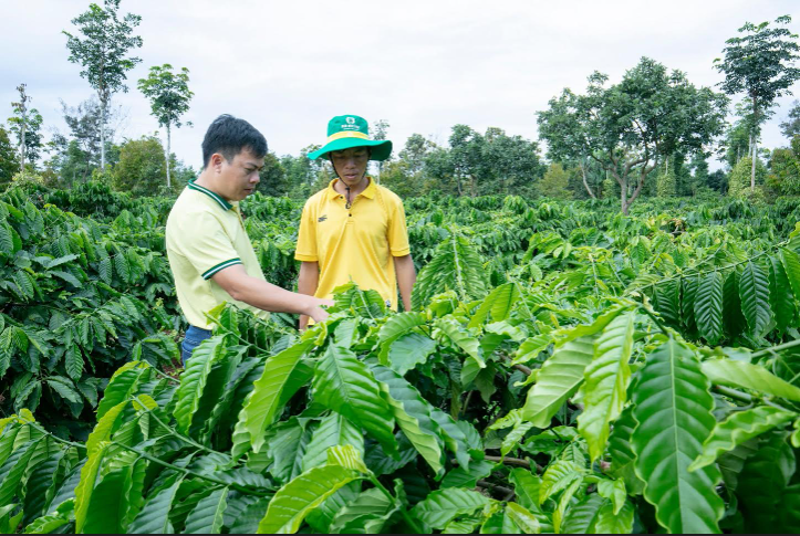 Giải pháp dinh dưỡng hiệu quả cho cây cà phê mùa khô khu vực Tây Nguyên