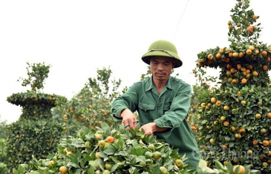Hưng Yên: Nông dân Văn Giang “biến” cây quýt thành những tác phẩm độc đáo