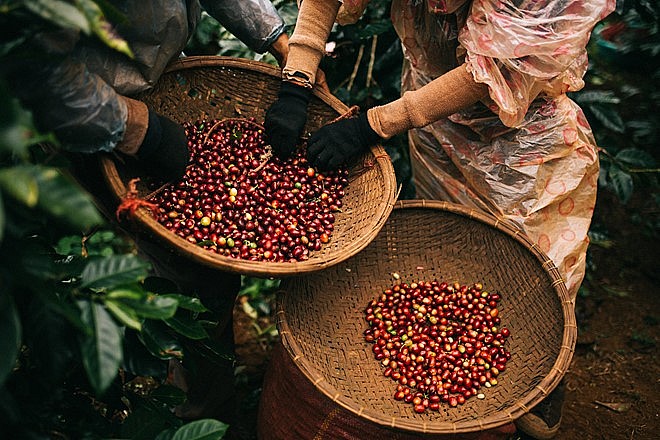 Giá cà phê trong nước ngày 13/12 tăng mạnh. Ảnh minh họa