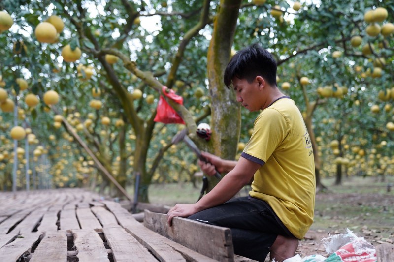 Thời điểm này các nhà vườn đang tất bật làm sàn để thuận tiện cho việc để bưởi sau thu hoạch. 