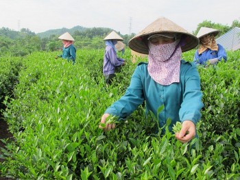 Thái Nguyên: Tận dụng cơ hội từ Hiệp định EVFTA để gia tăng xuất khẩu
