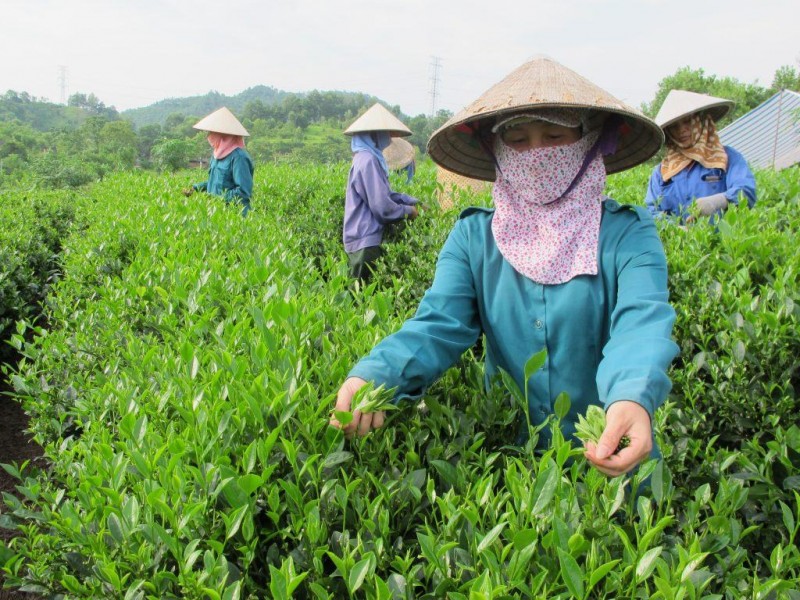 Thái Nguyên: Tận dụng cơ hội từ Hiệp định EVFTA để gia tăng xuất khẩu