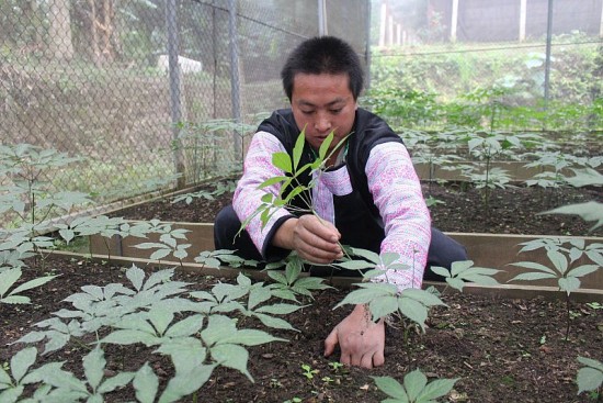 tim giai phap phat trien sam ngoc linh tren dat son la