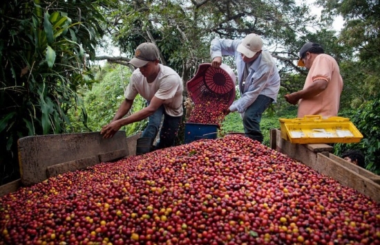 Giá cà phê mới nhất ngày 26/12/2023: Thị trường trong nước giữ ổn định