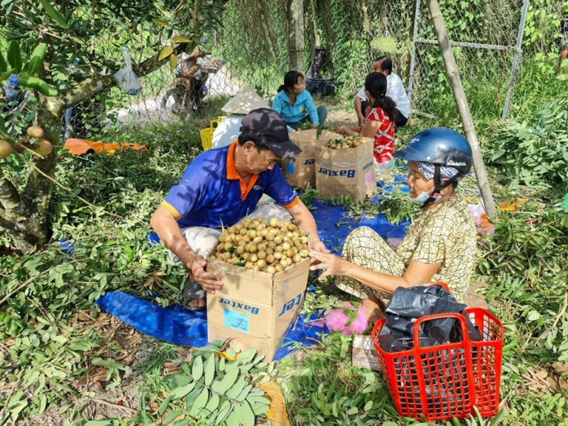 Huyện Châu Phú, tỉnh An Giang hình thành vùng sản xuất và liên kết tiêu thụ sản phẩm (Ảnh: Trọng Tín) 