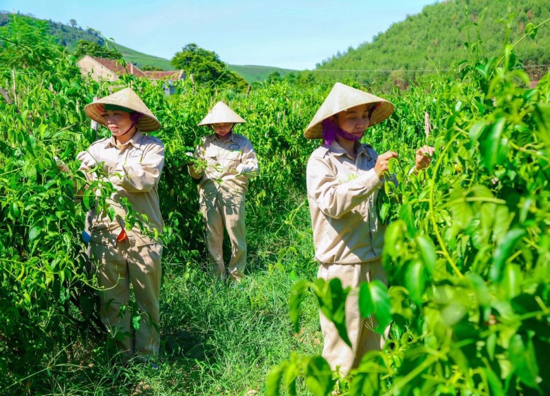 Nghệ An: Đánh thức tiềm năng cây dược liệu