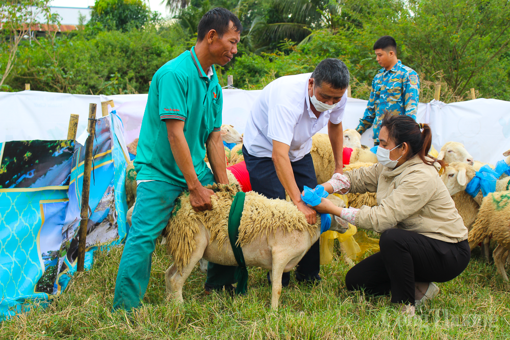 Hàng trăm chú cừu 'lên đồ', xuống phố diễu hành ở Ninh Thuận