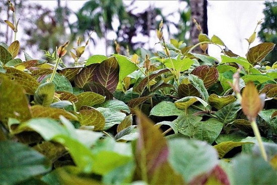 Bài thuốc từ cây Mơ Lông