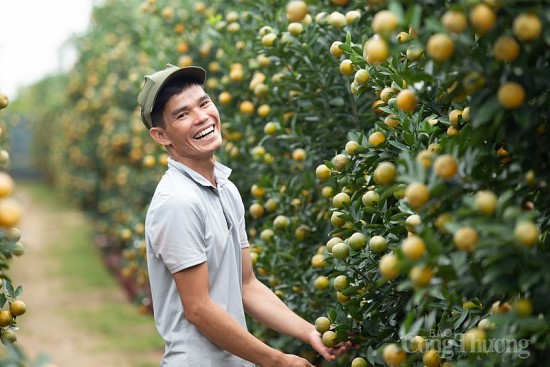 Quảng Nam: Quất cảnh “đắt hàng”, nông dân phấn khởi đón Tết