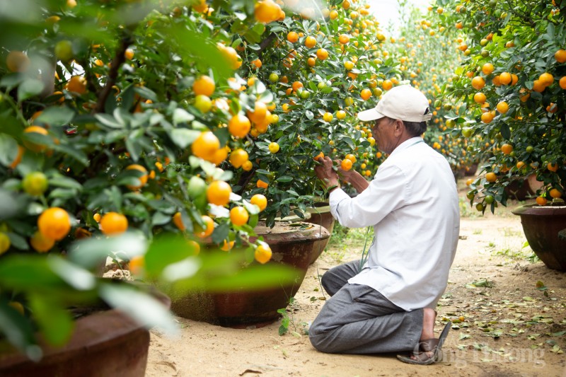 Quảng Nam: Quất cảnh “đắt hàng”, nông dân phấn khởi đón Tết