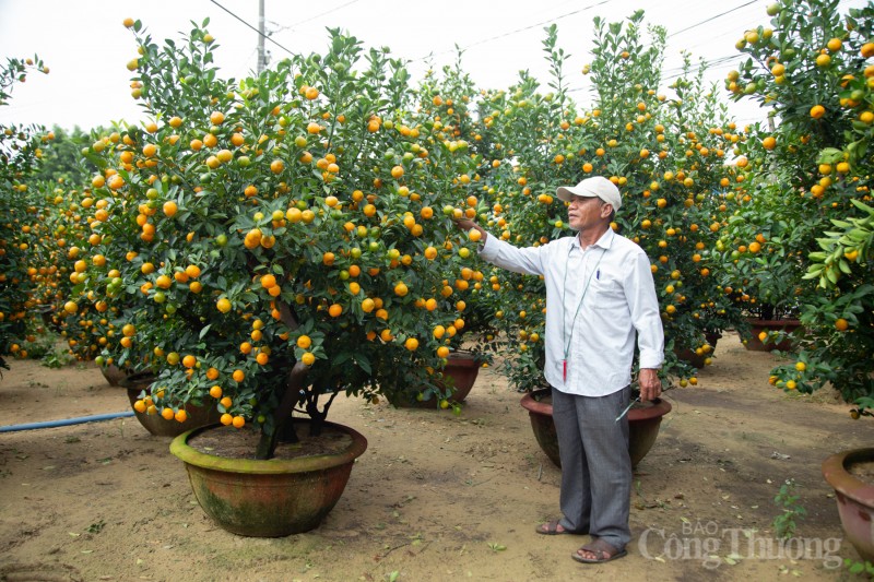 Quảng Nam: Quất cảnh “đắt hàng”, nông dân phấn khởi đón Tết