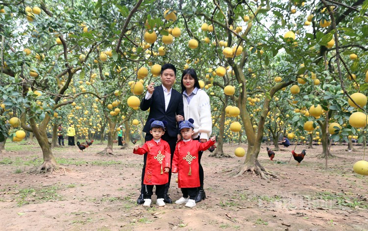 Mãn nhãn với vườn bưởi Diễn chín vàng Mãn nhãn với vườn bưởi Diễn chín vàng