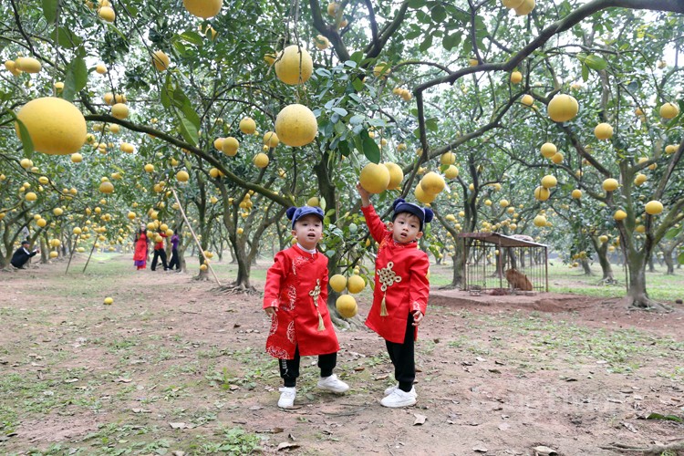 Mãn nhãn với vườn bưởi Diễn chín vàng Mãn nhãn với vườn bưởi Diễn chín vàng