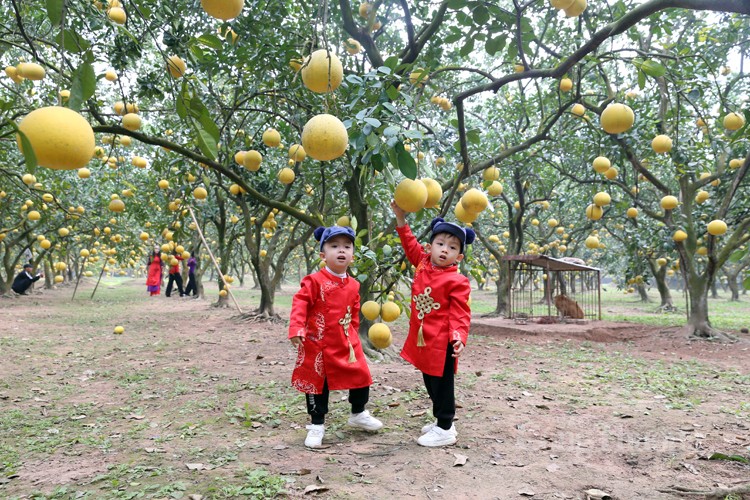 Mãn nhãn với vườn bưởi Diễn chín vàng