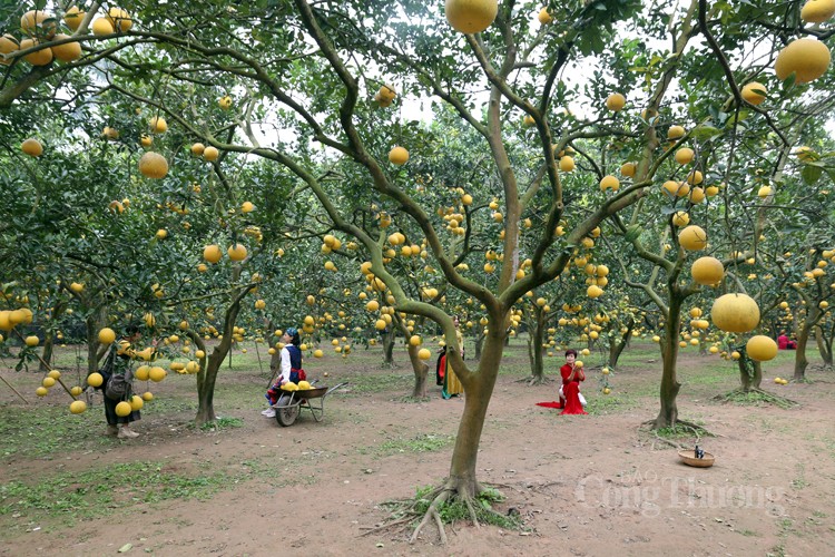 Mãn nhãn với vườn bưởi Diễn chín vàng