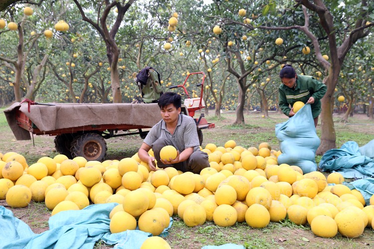 Mãn nhãn với vườn bưởi Diễn chín vàng