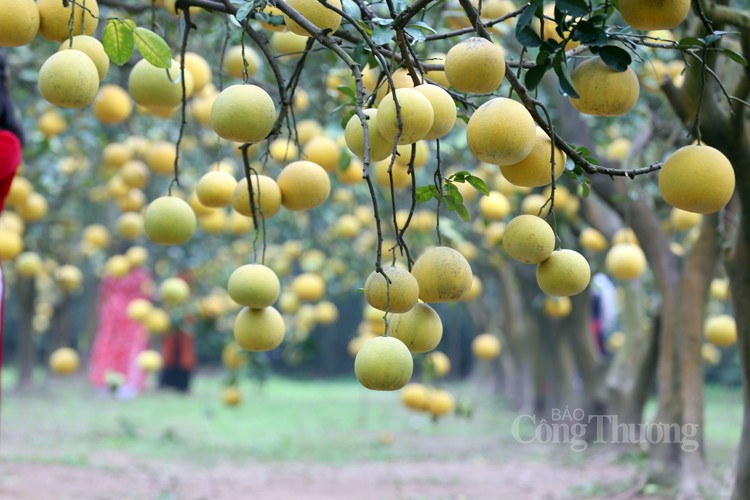 Mãn nhãn với vườn bưởi Diễn chín vàng Mãn nhãn với vườn bưởi Diễn chín vàng