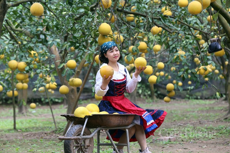 Mãn nhãn với vườn bưởi Diễn chín vàng Mãn nhãn với vườn bưởi Diễn chín vàng