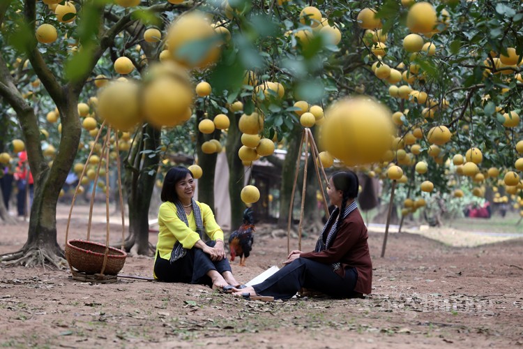 Mãn nhãn với vườn bưởi Diễn chín vàng