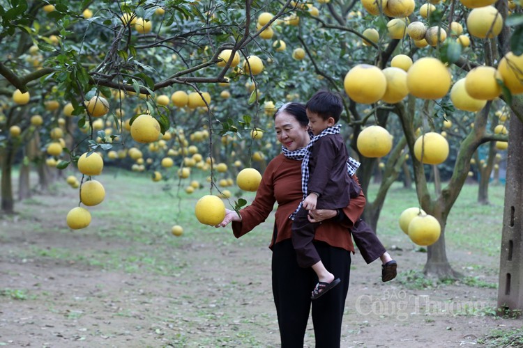 Mãn nhãn với vườn bưởi Diễn chín vàng