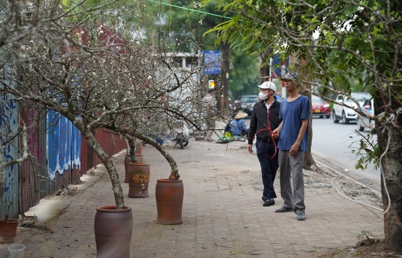 Hoa rừng đổ bộ về Thủ đô chơi tết sớm