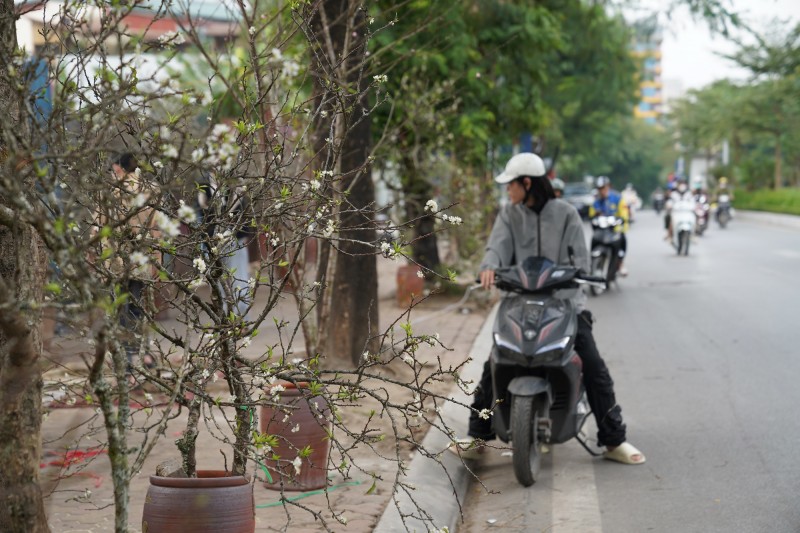 Dù có mức giá trung bình cao, song những loài hoa vùng núi cao này được nhiều người dân thủ đô săn đón.