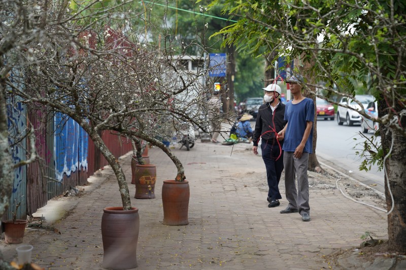 Theo các tiểu thương, đối với những càng mận, thân xù xì, rêu phong có giá trung bình từ 3 - 5 triệu đồng, còn các cành hoa mận có giá dao động từ 1 - 3 triệu đồng tuỳ kích cỡ, số lượng nụ và thế cành.