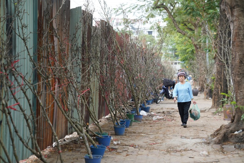 Đào, mận bày bán trên tuyến phố Lạc Long Quân, Hà Nội