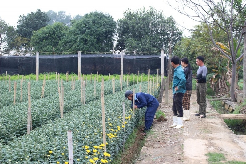 Thanh Hóa: “Thủ phủ” hoa Đông Cương tất bật đón Tết Thanh Hóa: “Thủ phủ” hoa Đông Cương tất bật đón Tết