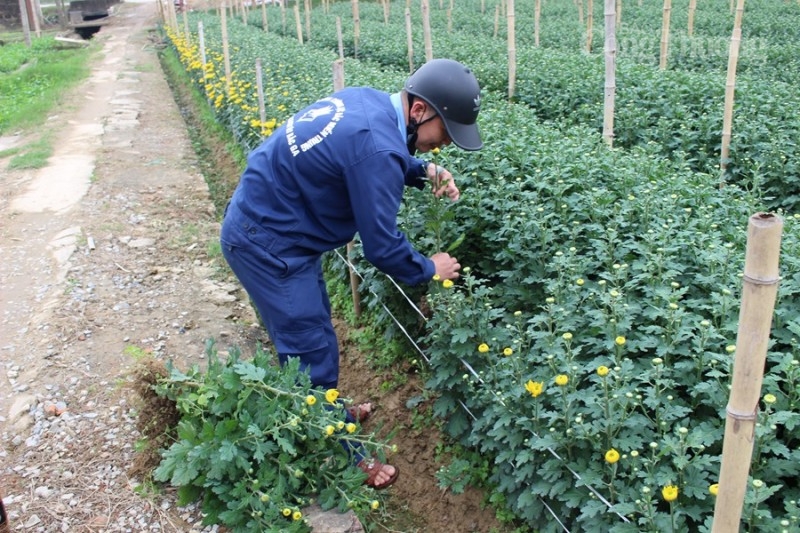 Thanh Hóa: “Thủ phủ” hoa Đông Cương tất bật đón Tết Thanh Hóa: “Thủ phủ” hoa Đông Cương tất bật đón Tết
