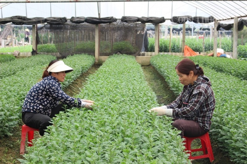 Thanh Hóa: “Thủ phủ” hoa Đông Cương tất bật đón Tết Thanh Hóa: “Thủ phủ” hoa Đông Cương tất bật đón Tết