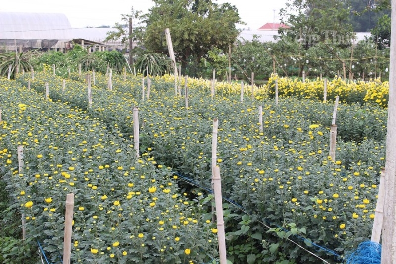 Thanh Hóa: “Thủ phủ” hoa Đông Cương tất bật đón Tết Thanh Hóa: “Thủ phủ” hoa Đông Cương tất bật đón Tết