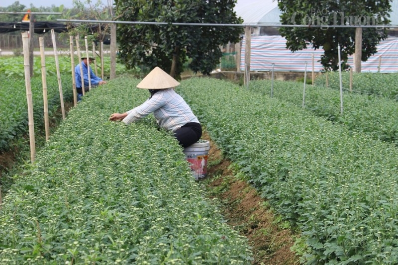 Thanh Hóa: “Thủ phủ” hoa Đông Cương tất bật đón Tết Thanh Hóa: “Thủ phủ” hoa Đông Cương tất bật đón Tết