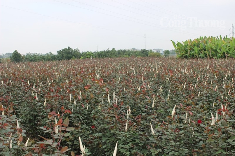 Thanh Hóa: “Thủ phủ” hoa Đông Cương tất bật đón Tết Thanh Hóa: “Thủ phủ” hoa Đông Cương tất bật đón Tết