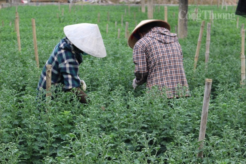 Thanh Hóa: “Thủ phủ” hoa Đông Cương tất bật đón Tết Thanh Hóa: “Thủ phủ” hoa Đông Cương tất bật đón Tết